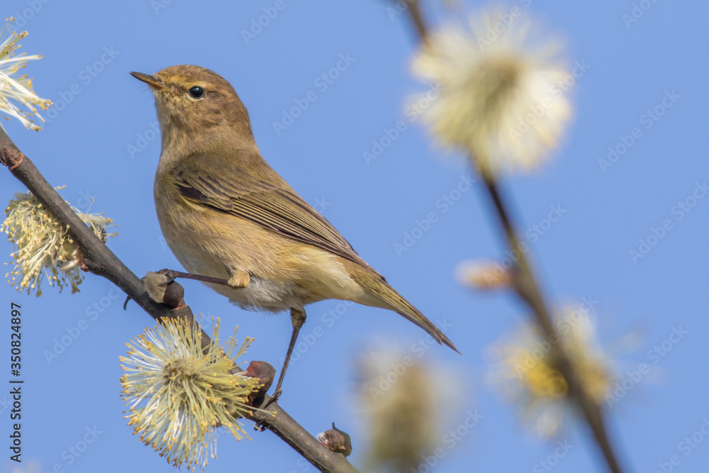 Common chiffchaff (Phylloscopus collybita)