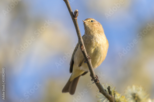 Obraz na płótnie Common chiffchaff (Phylloscopus collybita) w salonie