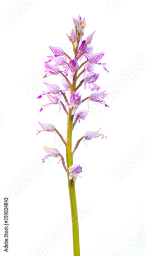 Orchis simia con fondo blanco