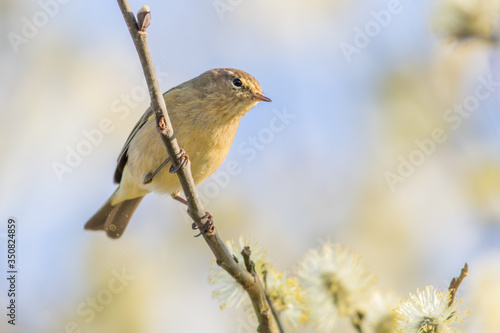 Obraz na płótnie Common chiffchaff (Phylloscopus collybita) w salonie