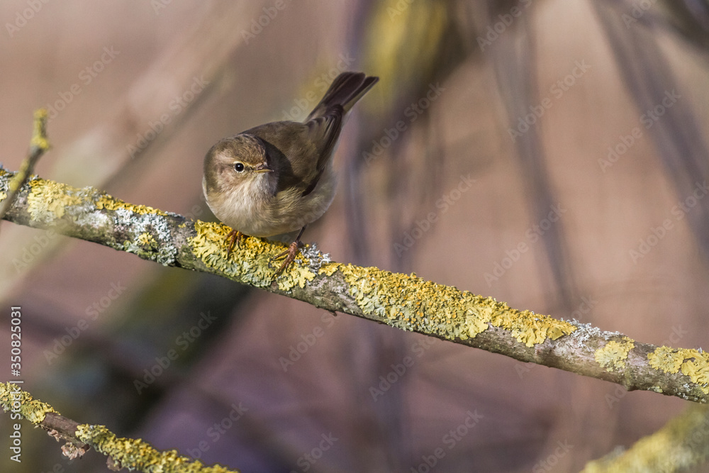 Common chiffchaff (Phylloscopus collybita)