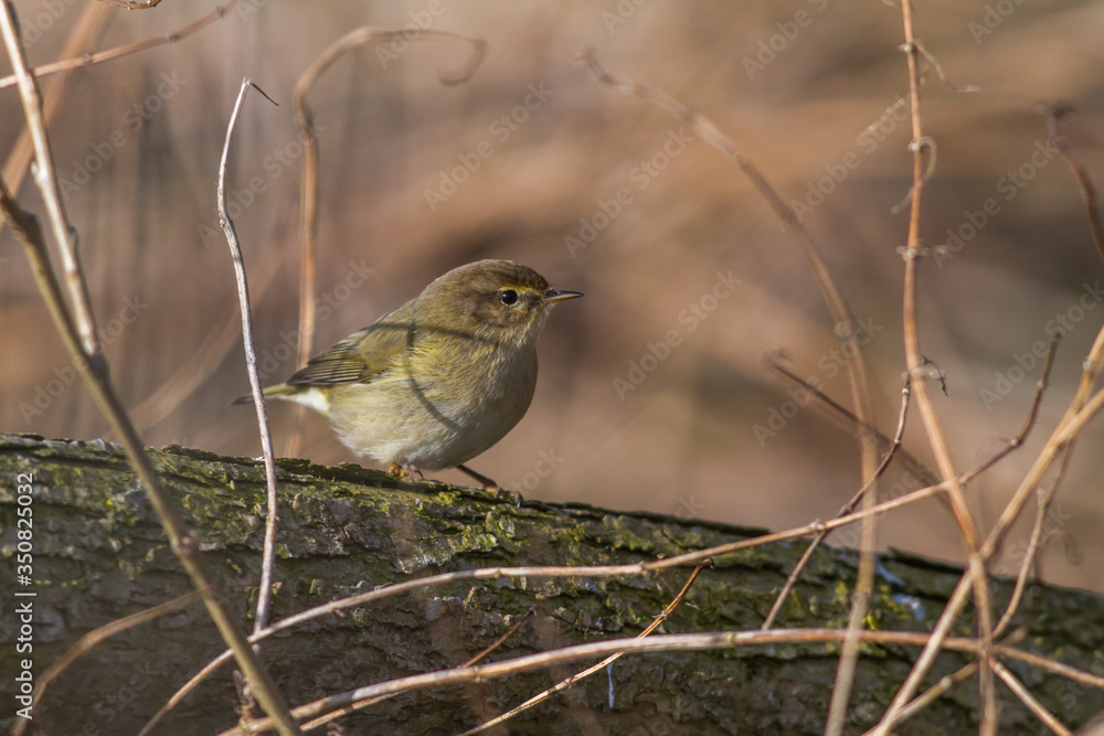 Common chiffchaff (Phylloscopus collybita)