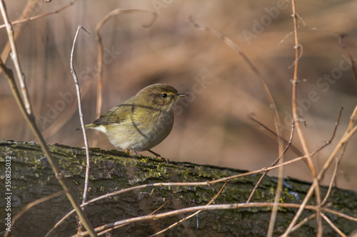 Obraz na płótnie Common chiffchaff (Phylloscopus collybita) w salonie
