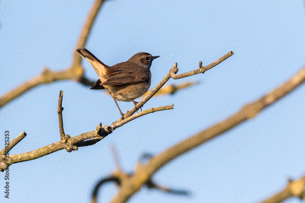 White-spotted bluethroat (Luscinia svecica)