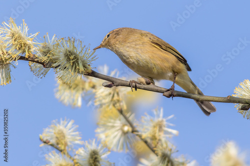 Common chiffchaff (Phylloscopus collybita)