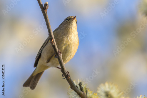 Obraz na płótnie Common chiffchaff (Phylloscopus collybita) w salonie