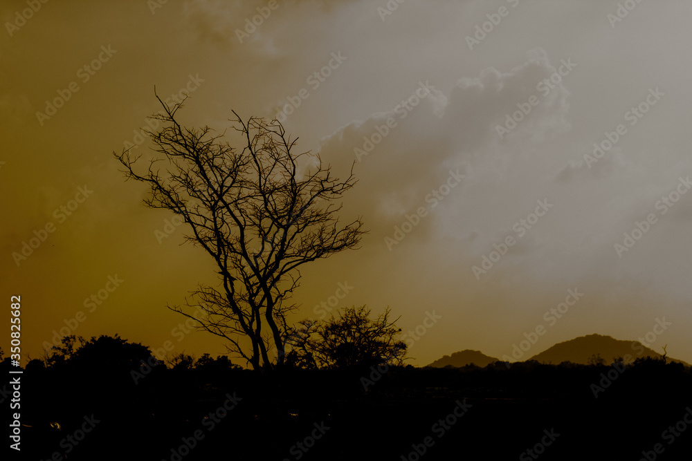 Stock Photo - Lonely tree view in forest jungle at season autumn winter with branches without leaves at a park in a cloudy day grey sky nature vintage retro background photo.