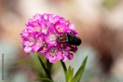Beetle on a flower miniature pink allium onion close-up © ok_fotoday