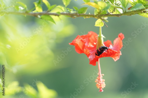 insects with red flower