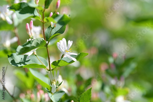 flowers are blooming, blooming garden, blooming tree, blooming branches, background, flowers, white pink flowers, spring, green leaves