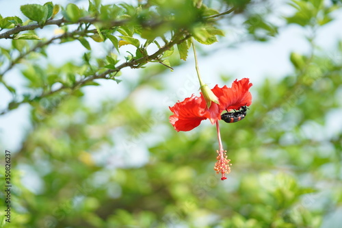 red flower with creatures