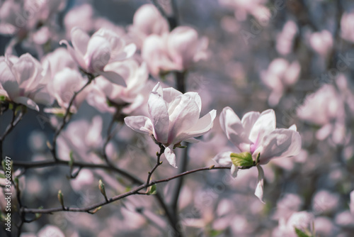 Magnolia spring flowers