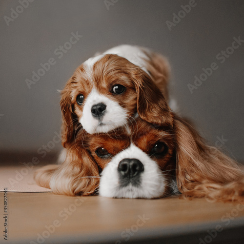 Fotografija cavalier king charles spaniel puppy posing on top of his mother head