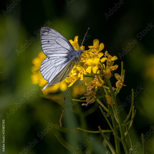 closeup of a white butterfly on a yrellow blossom © Ralph Lear