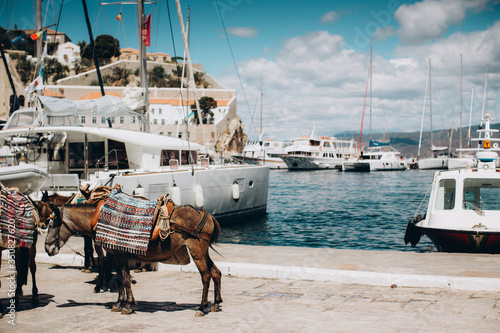 Fototapeta Naklejka Na Ścianę i Meble -  Donkeys at the Hydra island in a summer day in Greece
