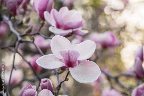 Magnolia spring flowers