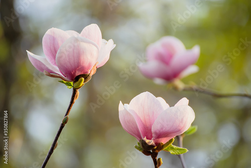 Magnolia spring flowers