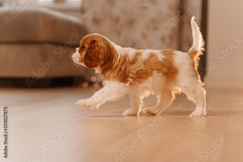 Fotomurale cavalier king charles spaniel puppy walking indoors