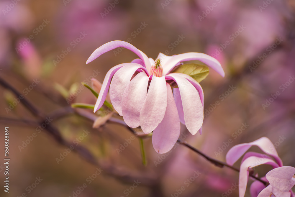 Obraz premium Magnolia spring flowers