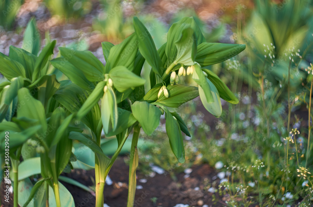 white flowers and large green leaves like lilies of the valley