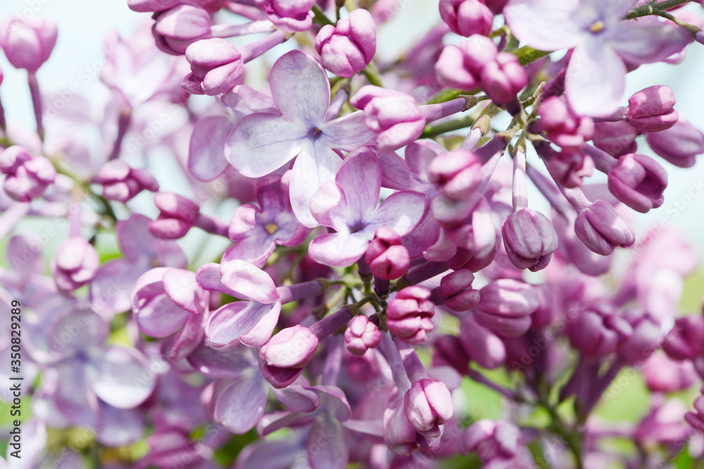 common lilac flowering in the garden in springtime common lilac flowering in the garden in springtime