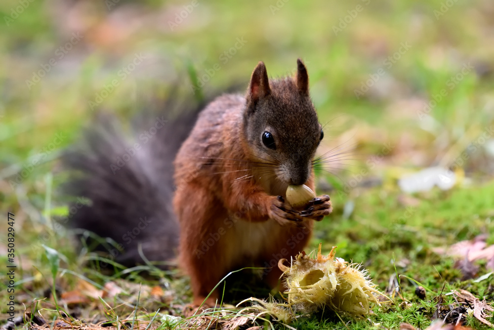 Red squirrel having some food on the grass Red squirrel having some food on the grass