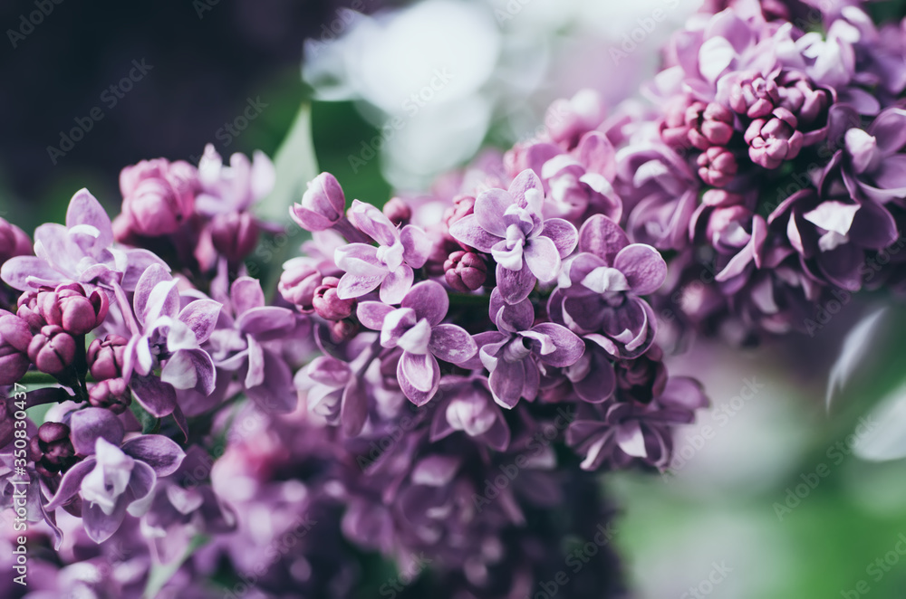Spring lilac flowers