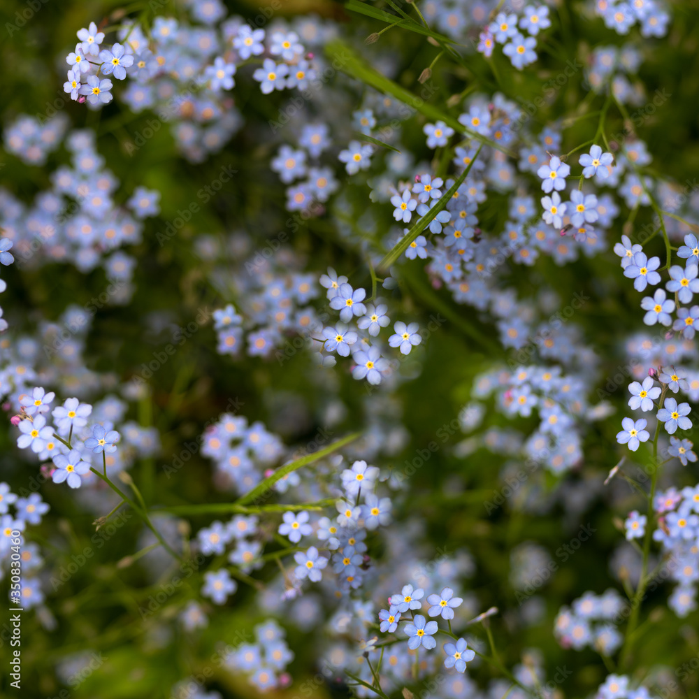 Myosotis or forget-me-not flowers on the meadow as a seamless pattern background