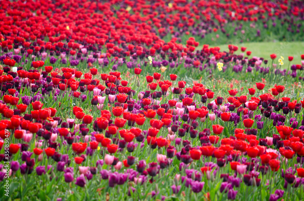 Large flower bed with red and purple tulips in a park in Rotterdam, The Netherlands in springtime Large flower bed with red and purple tulips in a park in Rotterdam, The Netherlands in springtime