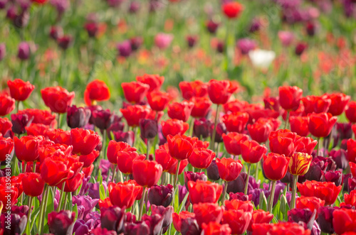 Group of red as well as some purple tulips in a flower bed in a park in Rotterdam