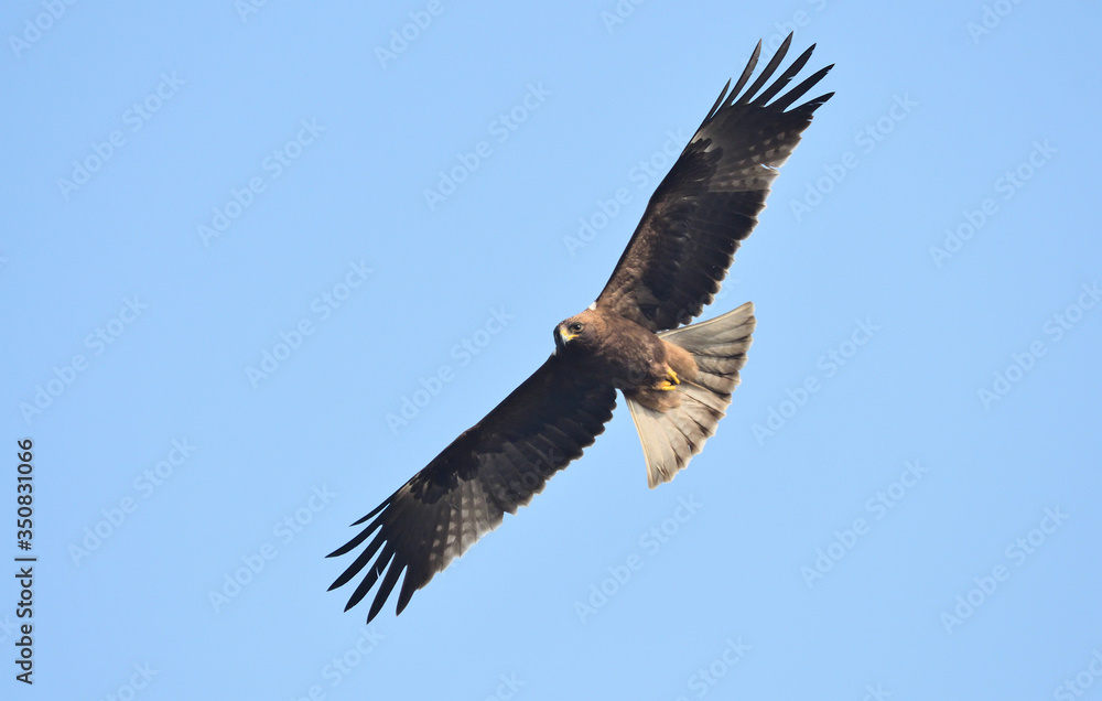 Obraz premium Booted eagle in flight