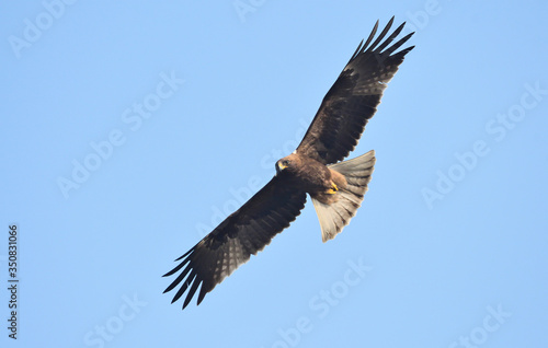 Booted eagle in flight © RK