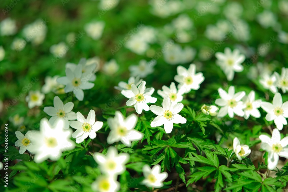white flowers in forest