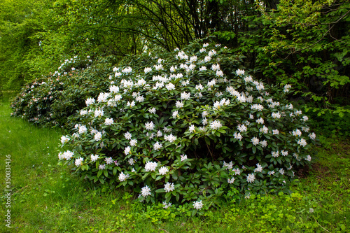 Fototapeta Naklejka Na Ścianę i Meble -  Rhododendron decorum is a species of flowering plant in the heath family Ericaceae. Rhododendron flowers close-up.