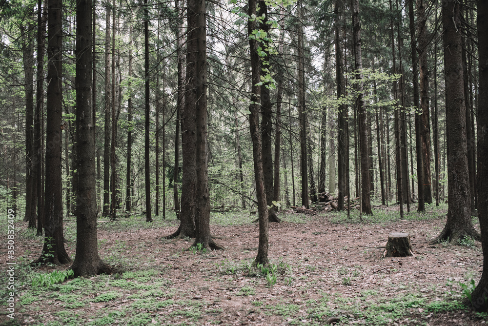 Sunlight passes through a dark green forest and illuminates a forest path. Dark forest background. Forest trees. Sunlight passes through a dark green forest and illuminates a forest path. Dark forest background. Forest trees.