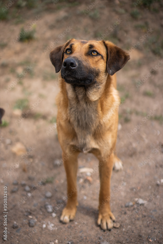 Dog shelter. A red dog without a breed is very waiting for its owner
Dog shelter. A red dog without a breed is very waiting for its owner