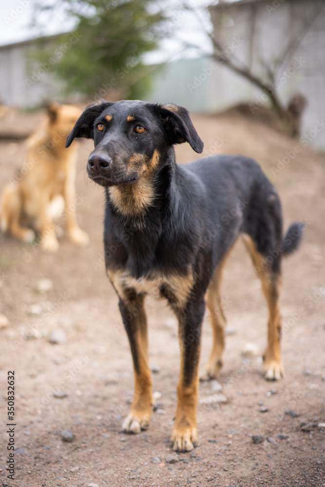 
Dog shelter. A black dog in a cage is waiting for its owner