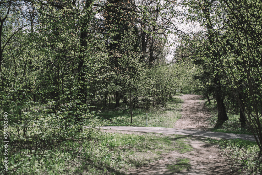 Green summer forest on a sunny day . Woodland nature