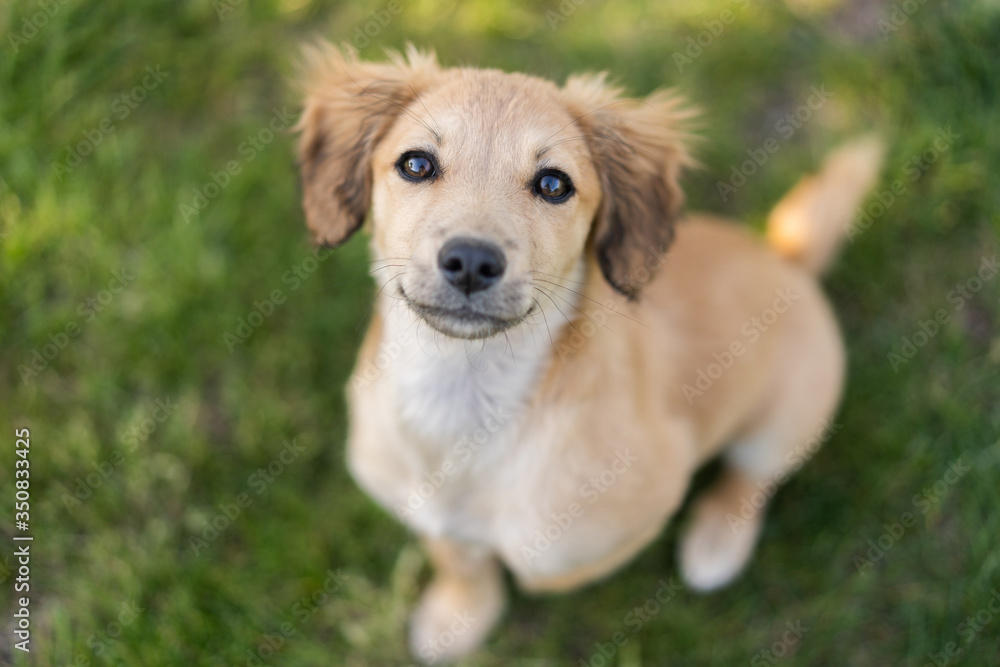 
Little ginger puppy wants to play top view