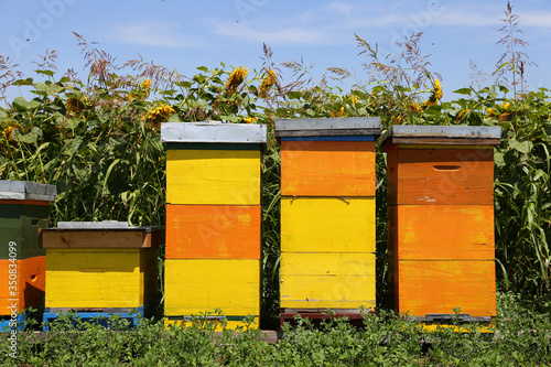 Row of colorful wooden beehives with sunflowers  © darezare