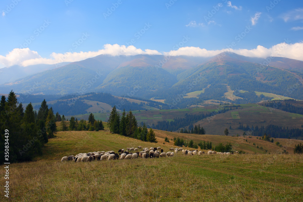 grazing sheep in the mountains. sheep in a meadow on a background of mountains.