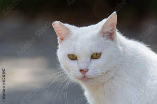 白い猫 © rai
