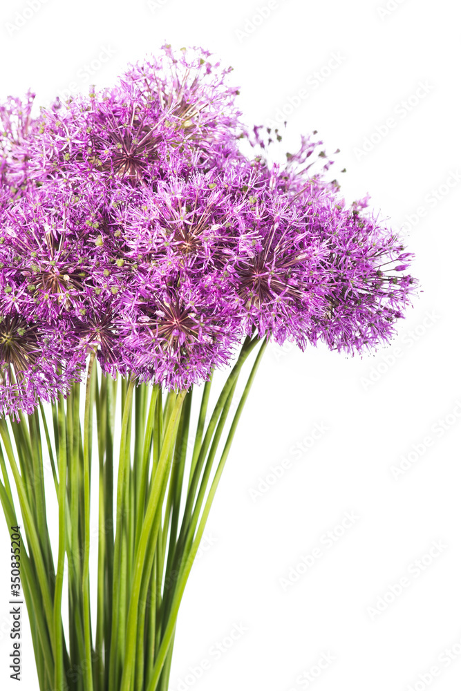 Obraz premium Close-up photo of onion flowers bouquet isolated on white background