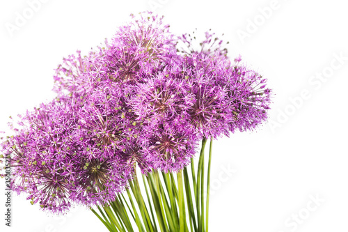 Close-up photo of purple onion flowers bouquet isolated on white background