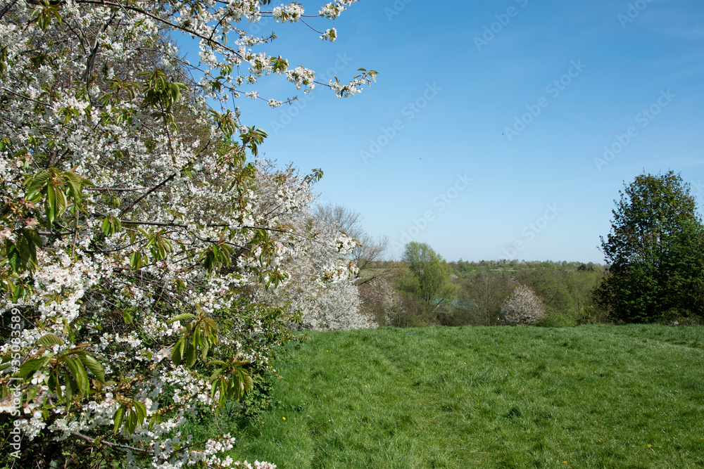Spring blossoms, Woodthorpe Ravine, Sheffield Spring blossoms, Woodthorpe Ravine, Sheffield