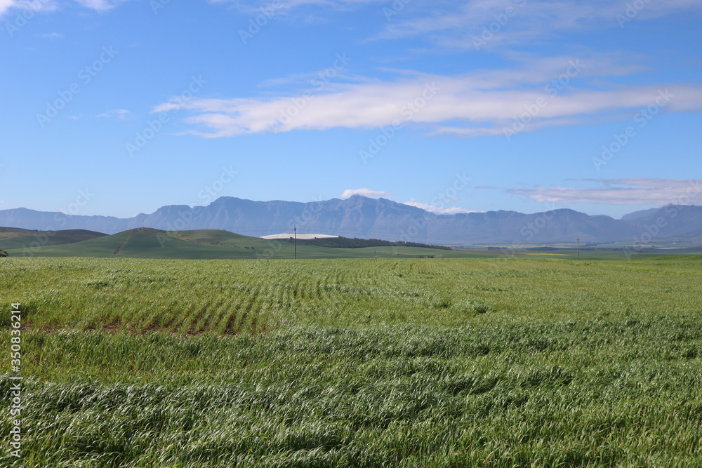 Landscape in the western cape