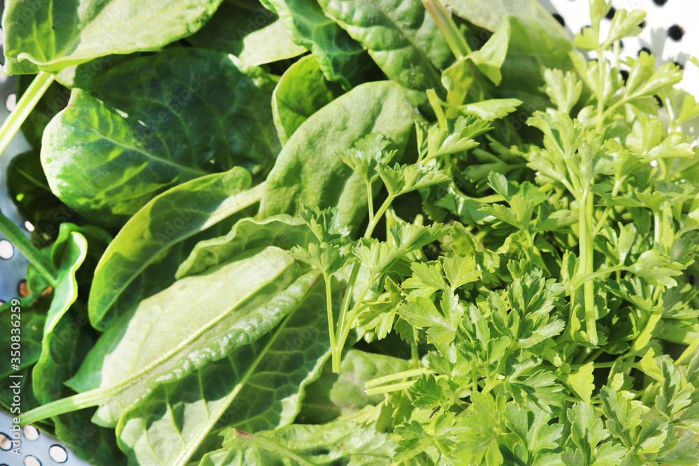 Fototapeta premium Sorrel and parsley leaves in a white colander. Healthy plants in the garden.