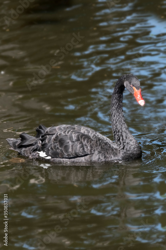 One black swan with red beak, swim in a pond. Reflections in the water. The sun shines on the feathers