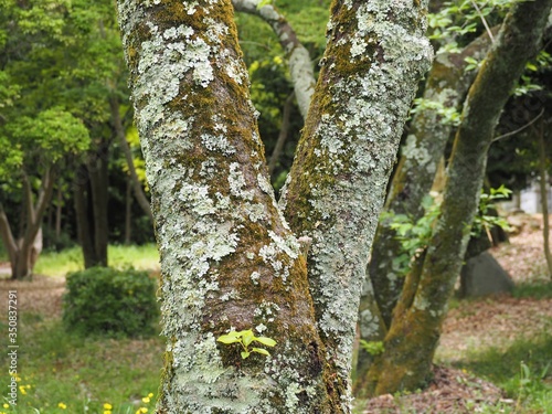 ウメノキゴケに覆われた二股の桜の木の幹