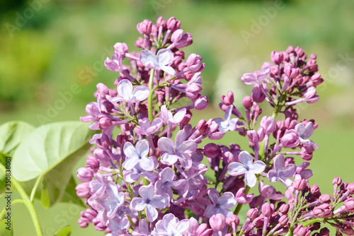 common lilac flowering in the garden in springtime